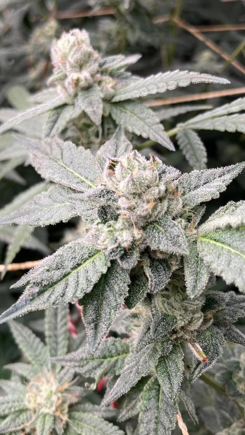 Rainbow Marker #2 (LIT Farms). Week 7