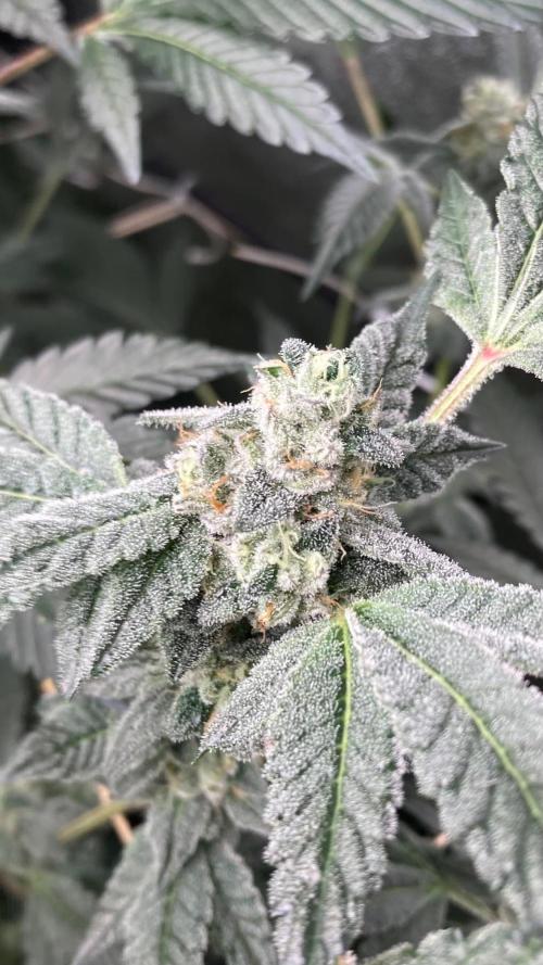 Rainbow Marker #2 (LIT Farms). Week 7