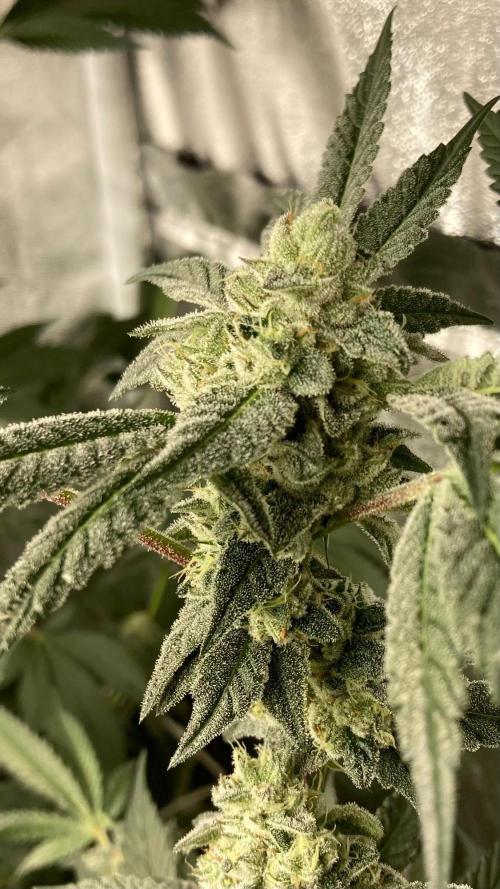 Rainbow Marker #2 (LIT Farms). Week 7