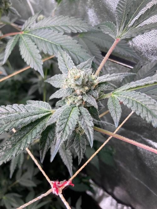 Rainbow Marker #2 (LIT Farms). Week 7
