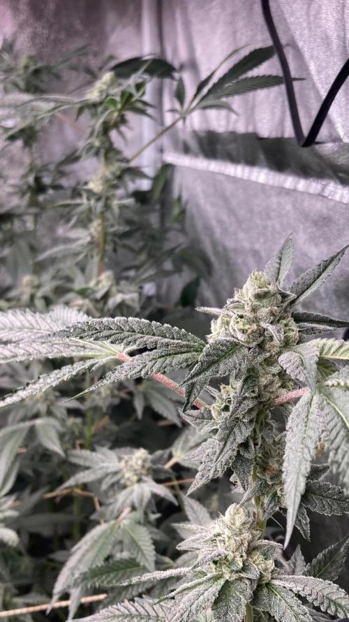 Rainbow Marker #2 (LIT Farms). Week 7