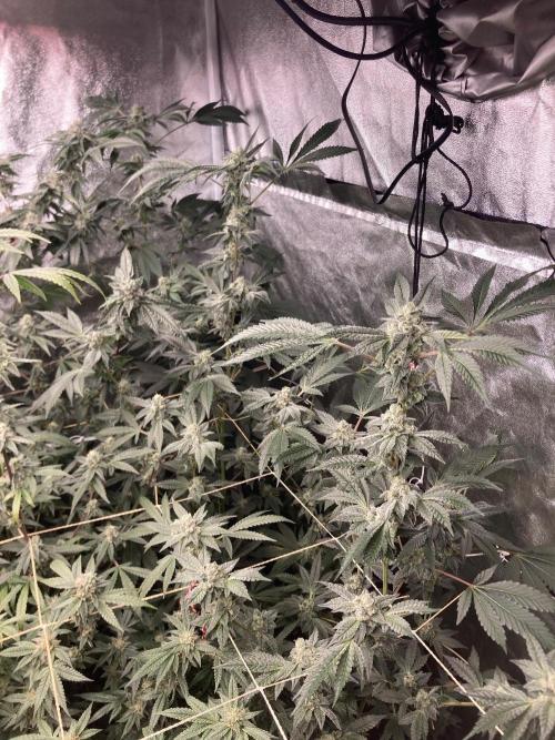 Rainbow Marker #2 (LIT Farms). Week 7