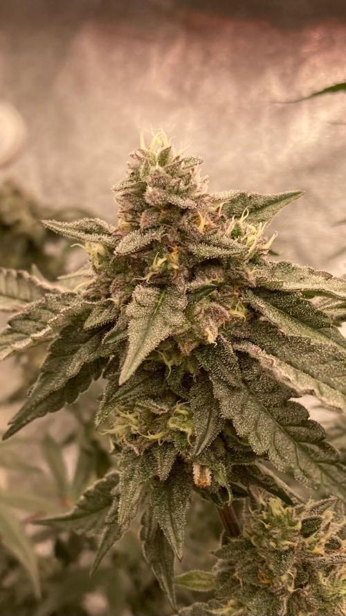 Rainbow Marker #4 (LIT Farms). Week 7