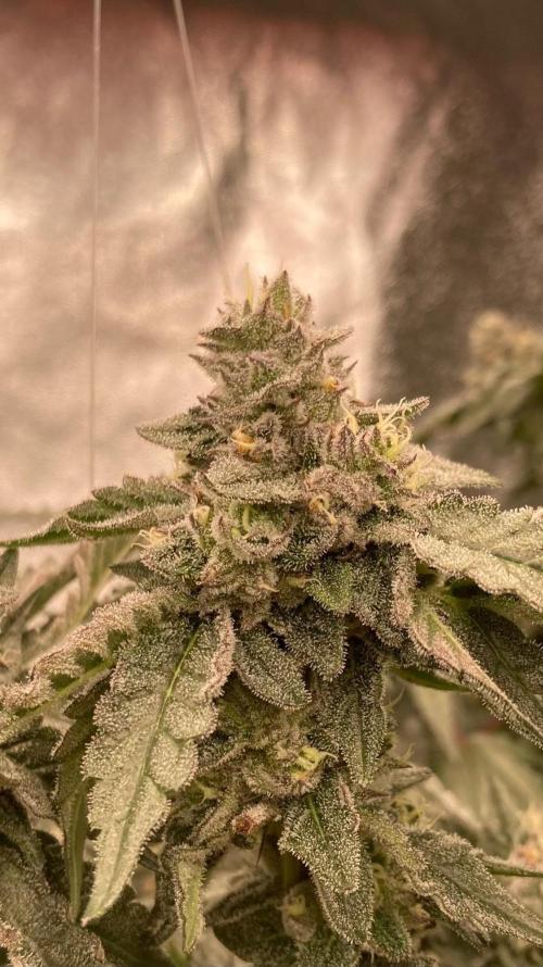 Rainbow Marker #4 (LIT Farms). Week 7