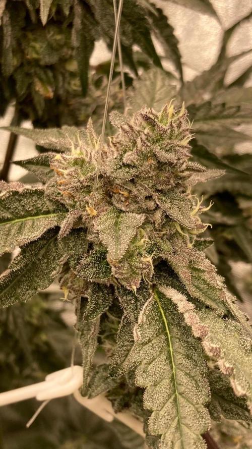 Rainbow Marker #4 (LIT Farms). Week 7