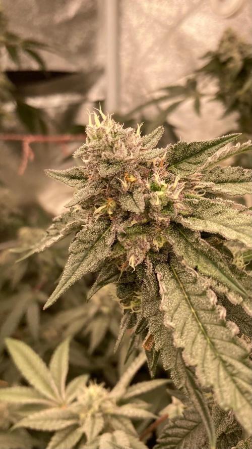 Rainbow Marker #4 (LIT Farms). Week 7