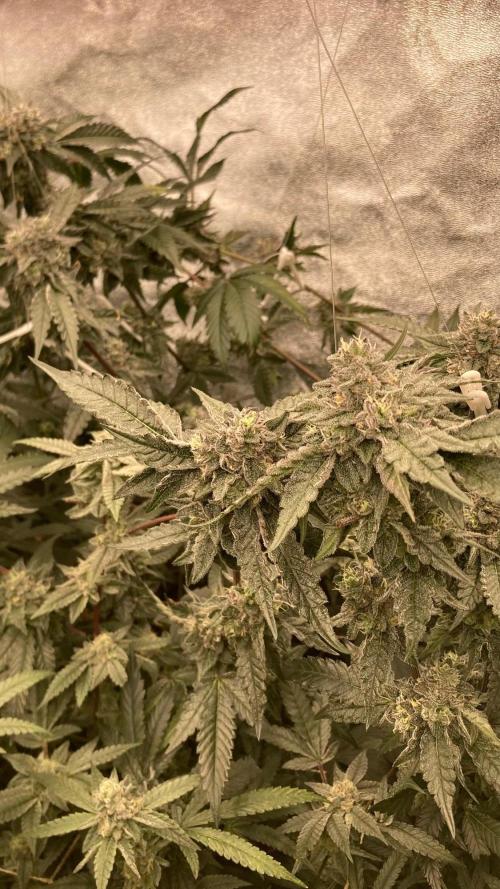 Rainbow Marker #4 (LIT Farms). Week 7