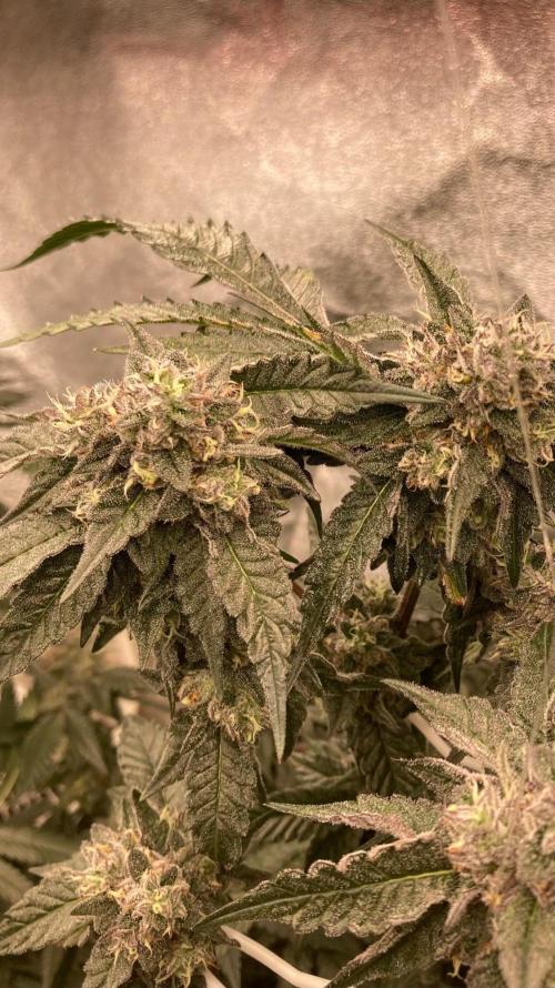 Rainbow Marker #4 (LIT Farms). Week 7