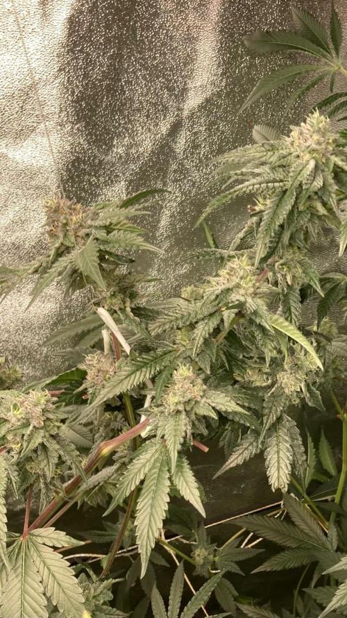 Rainbow Marker #4 (LIT Farms). Week 7