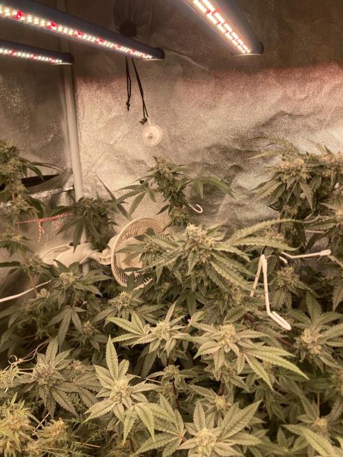 Rainbow Marker #4 (LIT Farms). Week 7