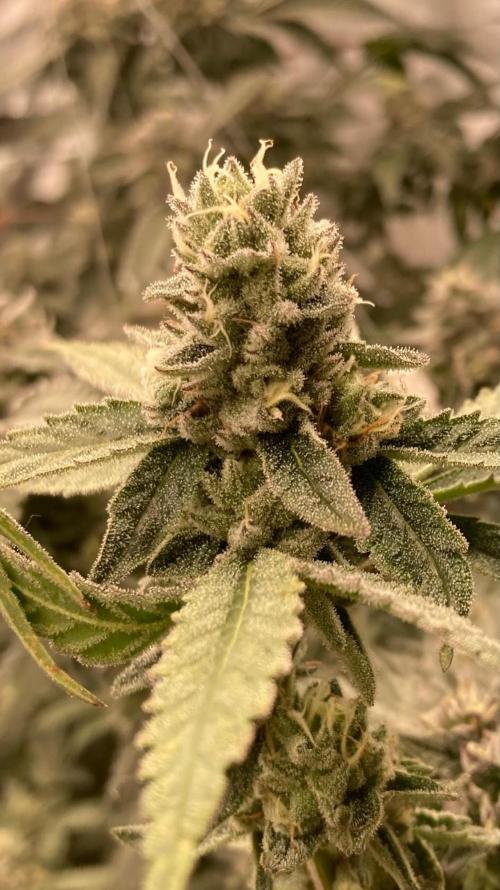 Apples & Bananas x Zoda (Umami Seed Co). Week 21