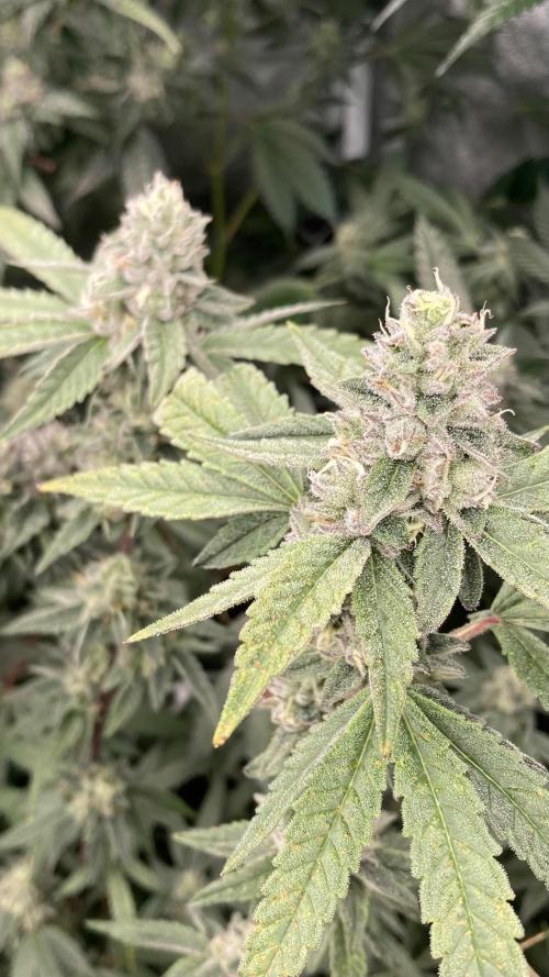 Apples & Bananas x Zoda (Umami Seed Co). Week 21