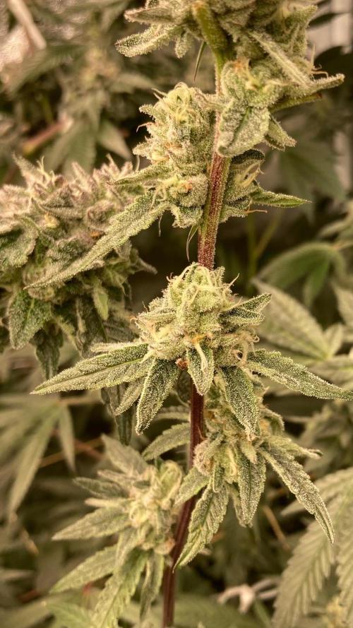 Apples & Bananas x Zoda (Umami Seed Co). Week 21