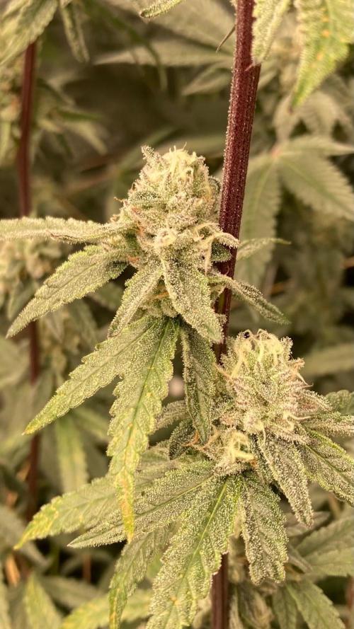 Apples & Bananas x Zoda (Umami Seed Co). Week 21