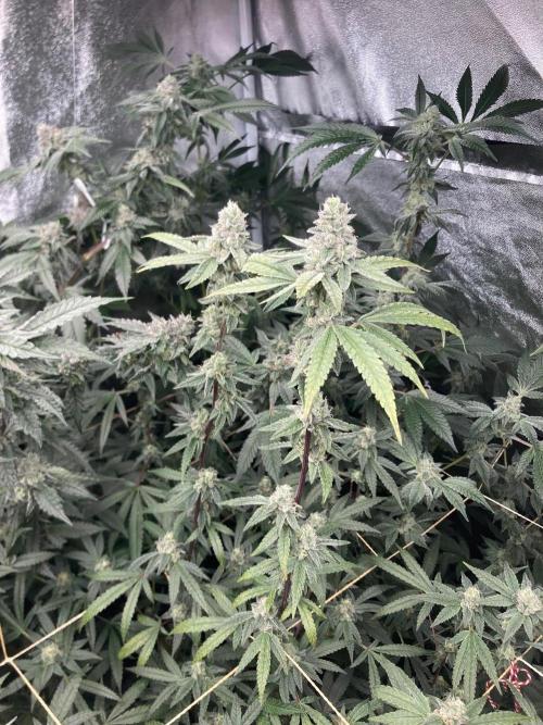 Apples & Bananas x Zoda (Umami Seed Co). Week 21