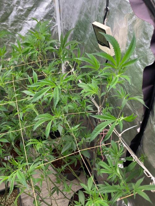 AtomicJelly#1 Clones (In House Genetics). Week 1