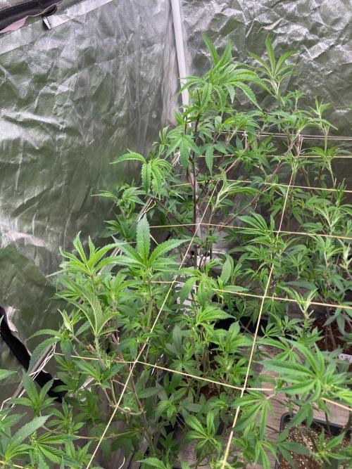AtomicJelly#1 Clones (In House Genetics). Week 1