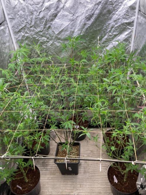 AtomicJelly#1 Clones (In House Genetics). Week 1