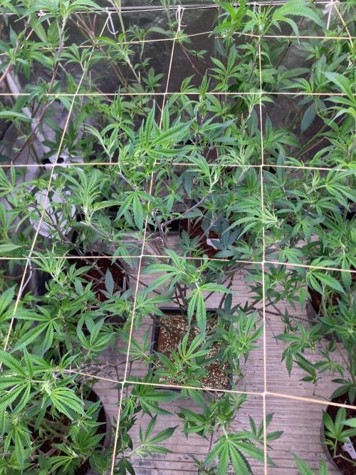Final BlackCherry Punch Clone (IHG). Week 1