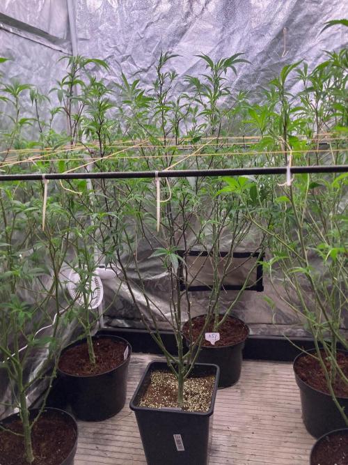 Final BlackCherry Punch Clone (IHG). Week 1