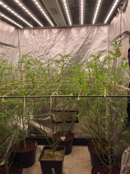 Final BlackCherry Punch Clone (IHG). Week 1