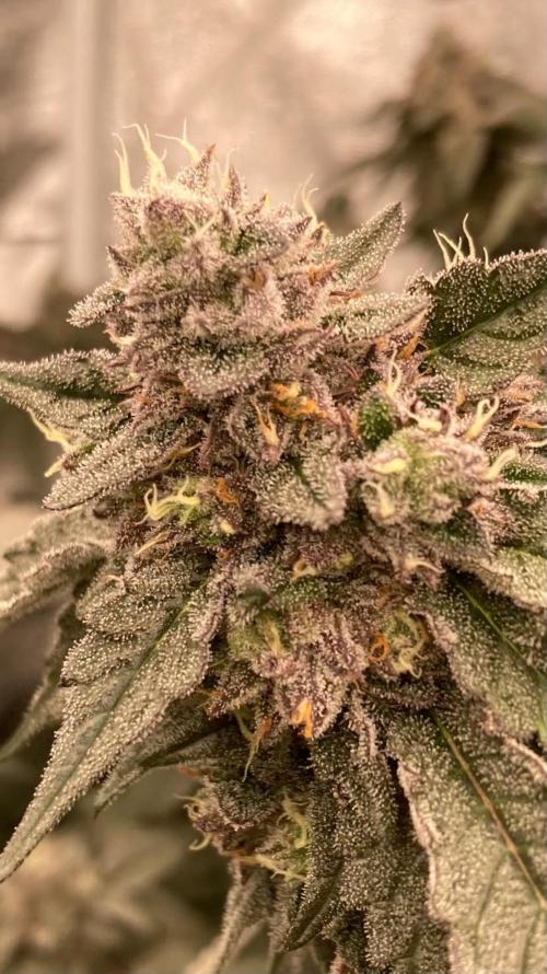 Rainbow Marker #4 (LIT Farms). Week 8