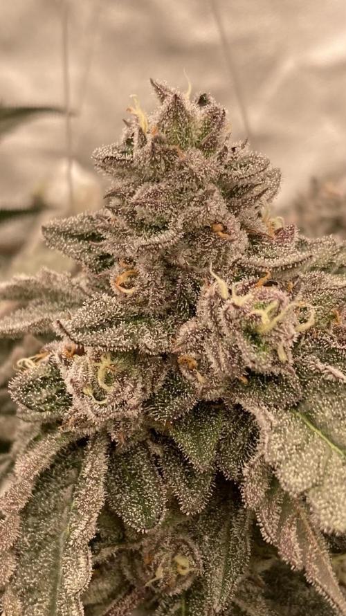 Rainbow Marker #4 (LIT Farms). Week 8
