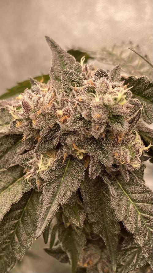 Rainbow Marker #4 (LIT Farms). Week 8