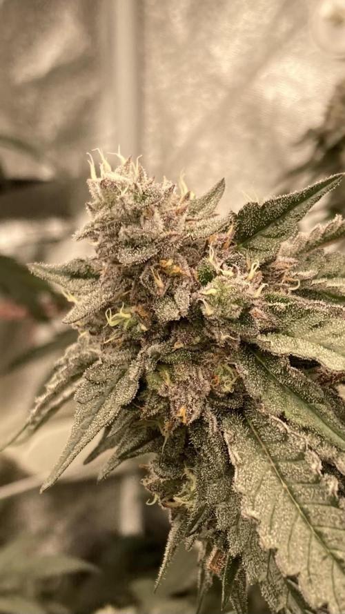 Rainbow Marker #4 (LIT Farms). Week 8