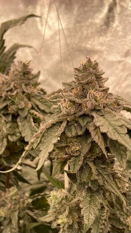 Rainbow Marker #4 (LIT Farms). Week 8