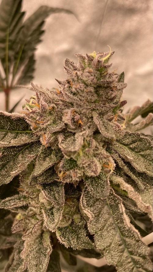Rainbow Marker #4 (LIT Farms). Week 8