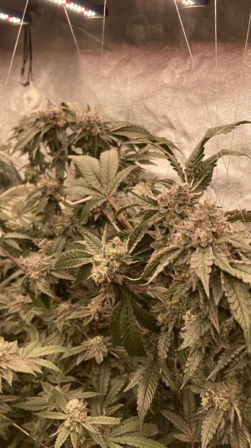 Rainbow Marker #4 (LIT Farms). Week 8