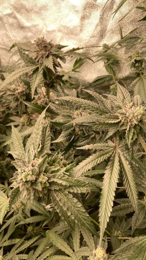 Rainbow Marker #4 (LIT Farms). Week 8