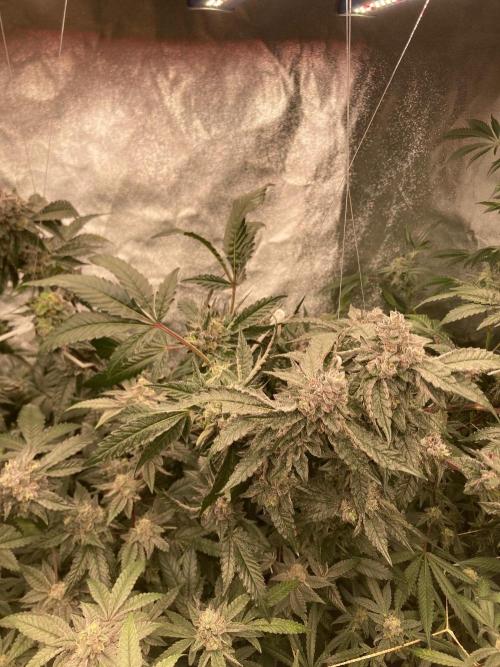 Rainbow Marker #4 (LIT Farms). Week 8