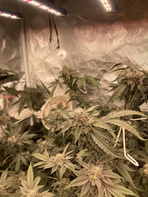 Rainbow Marker #4 (LIT Farms). Week 8