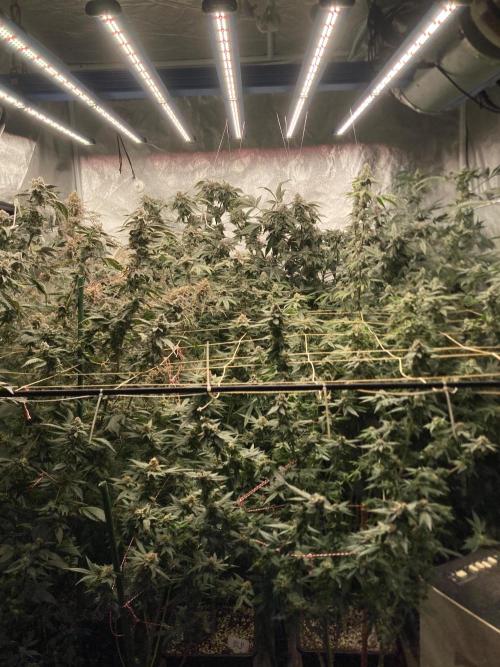 Rainbow Marker #4 (LIT Farms). Week 8