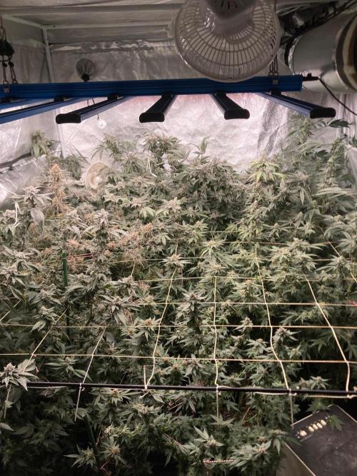Rainbow Marker #4 (LIT Farms). Week 8