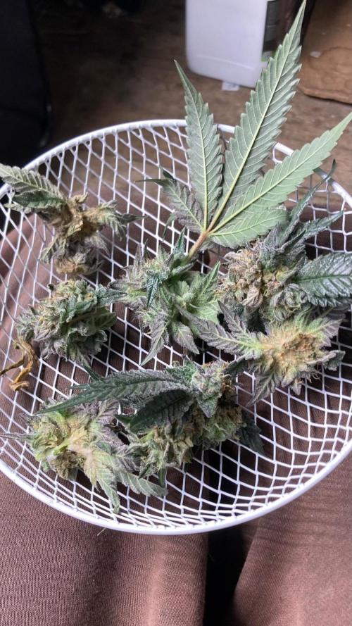 Rainbow Marker #4 (LIT Farms). Week 8