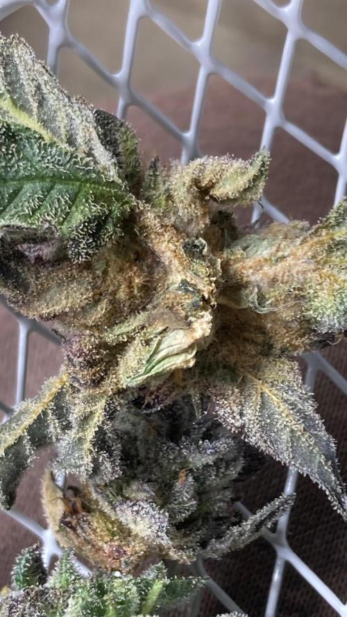 Rainbow Marker #4 (LIT Farms). Week 8
