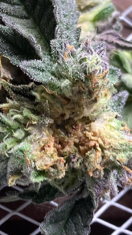 Rainbow Marker #4 (LIT Farms). Week 8