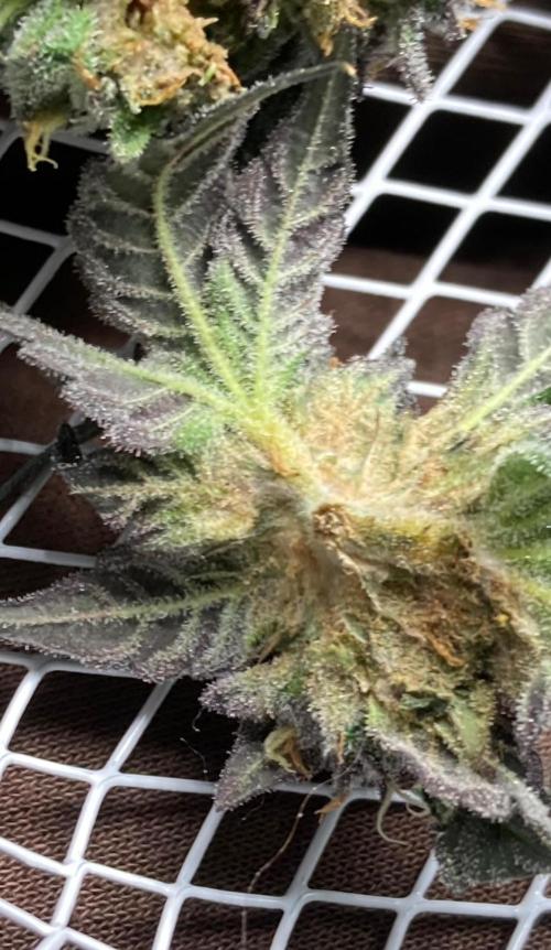 Rainbow Marker #4 (LIT Farms). Week 8