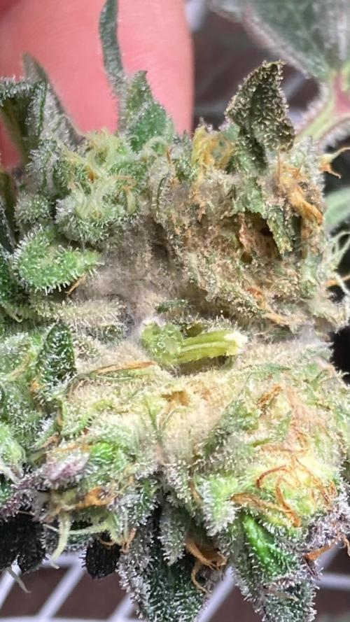 Rainbow Marker #4 (LIT Farms). Week 8