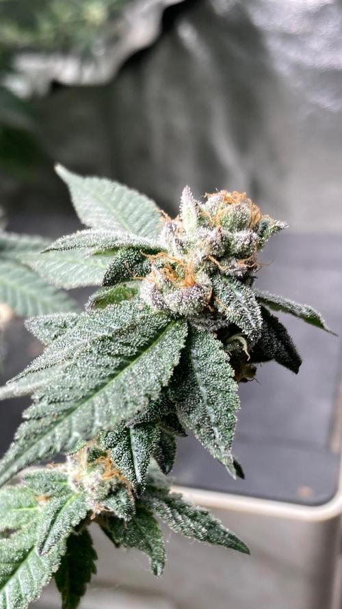 Do-lato V2 (In House Genetics). Week 25