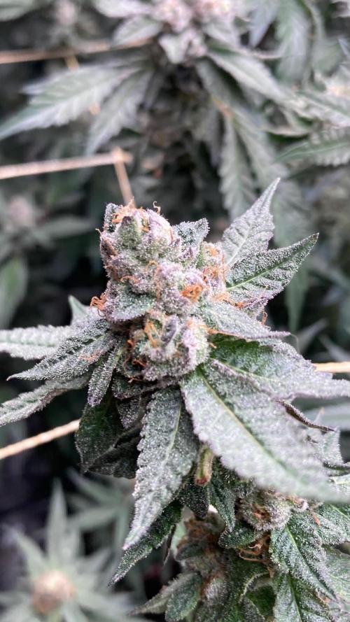 Do-lato V2 (In House Genetics). Week 25
