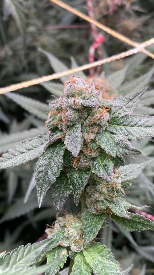 Do-lato V2 (In House Genetics). Week 25