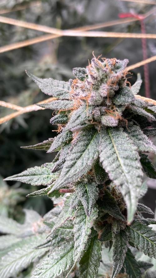 Do-lato V2 (In House Genetics). Week 25