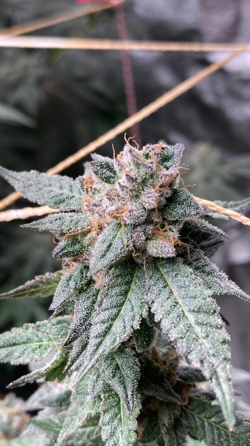 Do-lato V2 (In House Genetics). Week 25