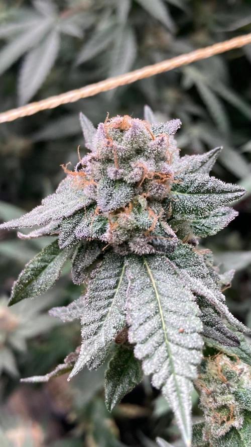 Do-lato V2 (In House Genetics). Week 25