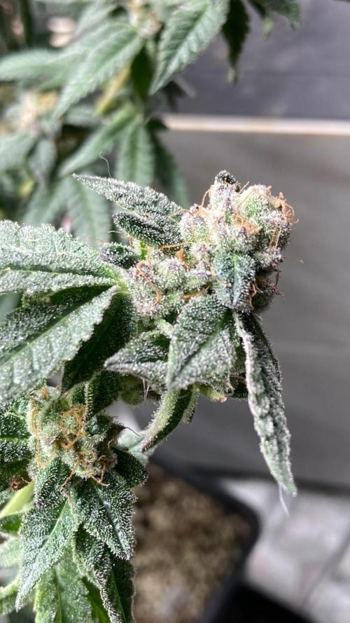 Do-lato V2 (In House Genetics). Week 25