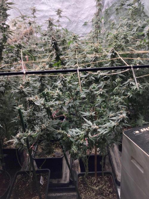 Do-lato V2 (In House Genetics). Week 25